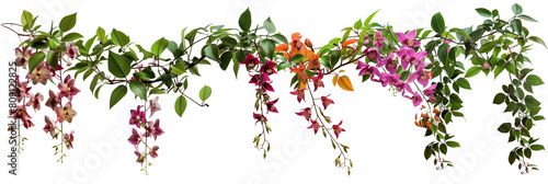 set of types of flowering creepers with blooms of various colors, isolated on transparent background © MDNANNU