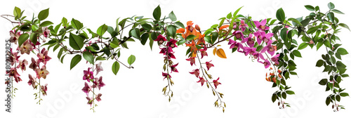 set of types of flowering creepers with blooms of various colors, isolated on transparent background