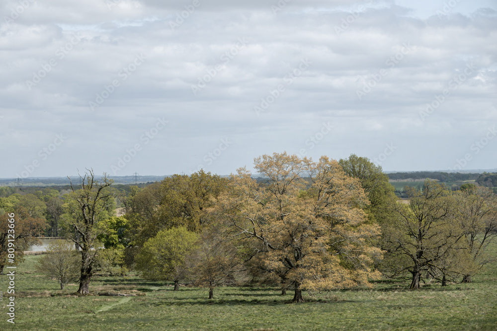 view across Petworth Park West Sussex England view across Petworth Park West Sussex England