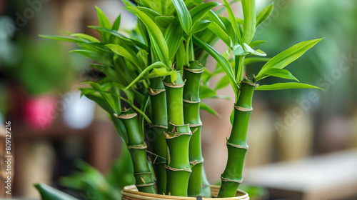 Bambu da sorte em um vaso - wallpaper hd