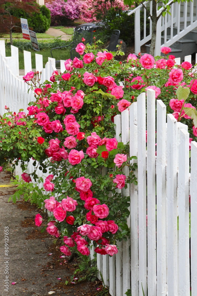 Pink Roses Hang Over White Picket Fence Pink Roses Hang Over White Picket Fence