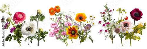 set of groupings of ranunculus, anemones, and asters with wild herbs and foliage, isolated on transparent background