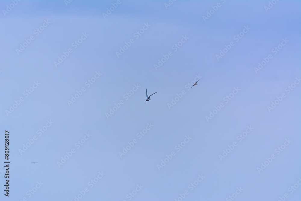 Obraz premium Gaviota al vuelo con unos hermosos reflejos del atardecer