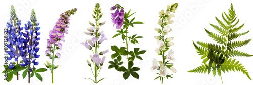set of settings of lupines, foxgloves, and delphiniums with fern fronds and ivy, isolated on transparent background
