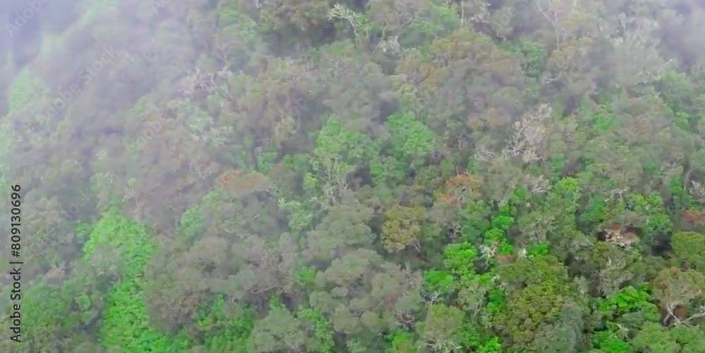 aerial video of green and lush forest trees soothes the eyes and provides a natural atmosphere aerial video of green and lush forest trees soothes the eyes and provides a natural atmosphere