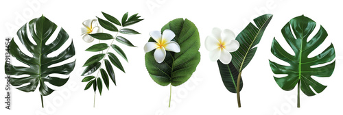 set of groupings of plumeria with monstera leaves, isolated on transparent background
