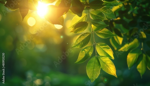 Sun Shining Through Tree Leaves photo