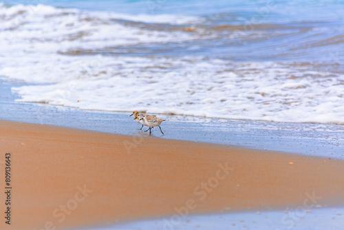 Calidris alba comiendo moluscos en  la costa