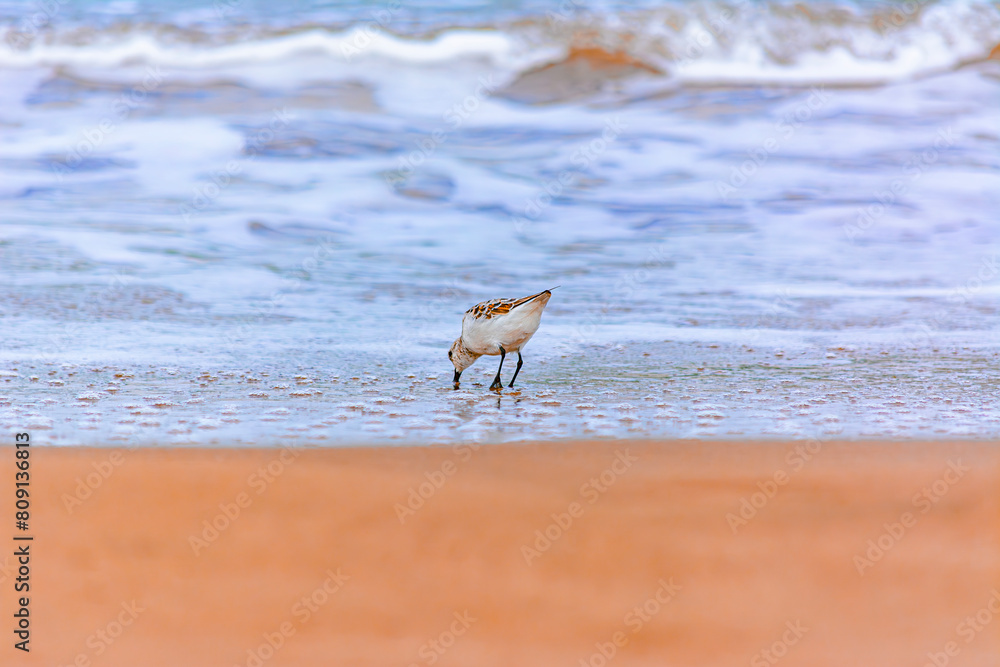 Calidris alba comiendo moluscos en la costa Calidris alba comiendo moluscos en la costa