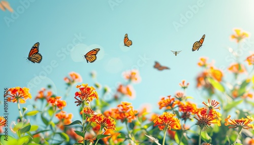 A serene image depicting butterflies gently flying over a field of vibrant orange wildflowers © qorqudlu