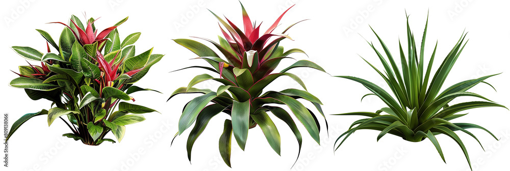 set of scenes of bromeliads with palm fronds, isolated on transparent background