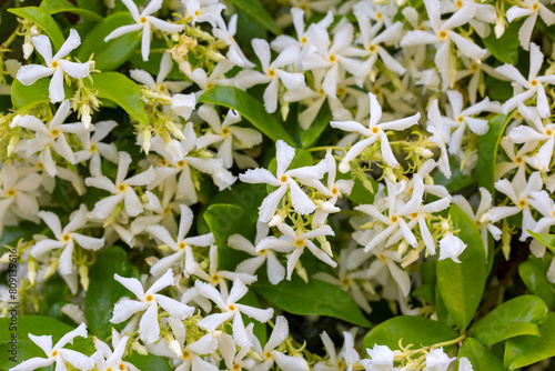 A fragrant flower; scientific name; Trachelospermum jasminoides