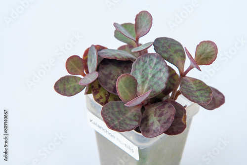 Kalanchoe humilis plant succulent in pot. Green little flower on white background photo