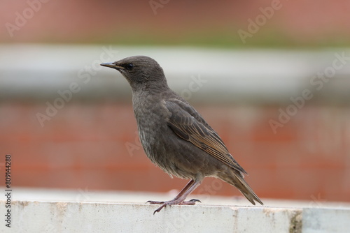 blackbird on the fence