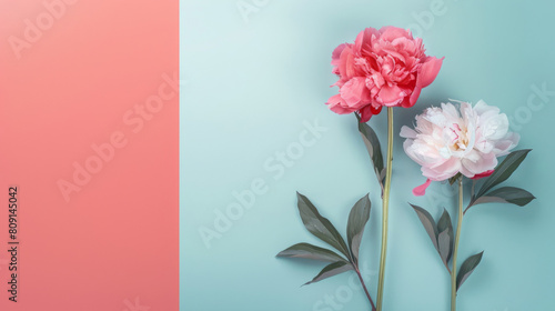 Two peony flowers in shades of pink and white set against a dual-tone coral and turquoise pastel backdrop, symbolizing calm elegance