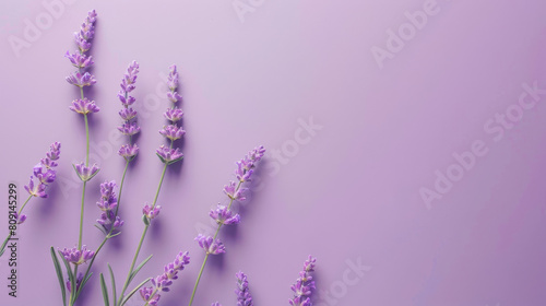 Elegant lavender sprigs lying against a smooth purple backdrop, creating a serene and monochromatic botanical composition for versatile use