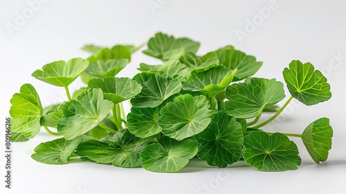 Centella asiatica, also known as gotu kola, is a perennial herb that is native to the wetlands of Asia photo