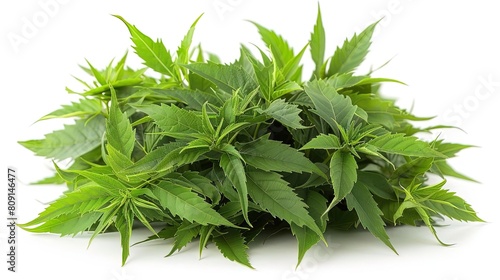 A close-up image of a pile of cannabis leaves. The leaves are a deep green color and have a serrated edge. They are arranged in a haphazard manner. photo