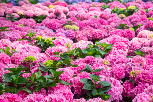 Hydrangea macrophylla flowe...