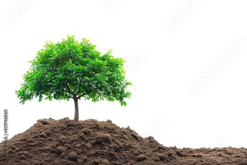 Organic Growth  Tree Sprouting Against Clean White