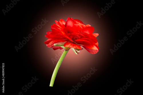 beautiful red flower on a black background