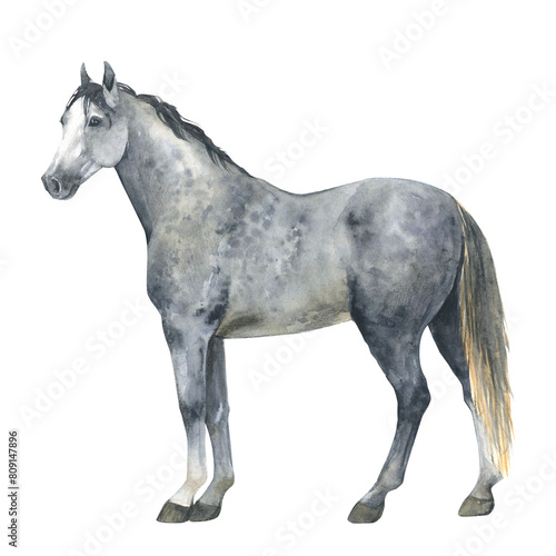 Watercolor illustration of a grey horse standing. Isolated gray pony. For cards  prints  decor
