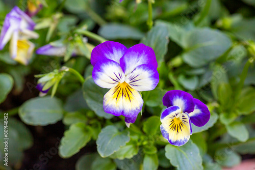 Scientific name: Viola tricolor - Family: Violaceae