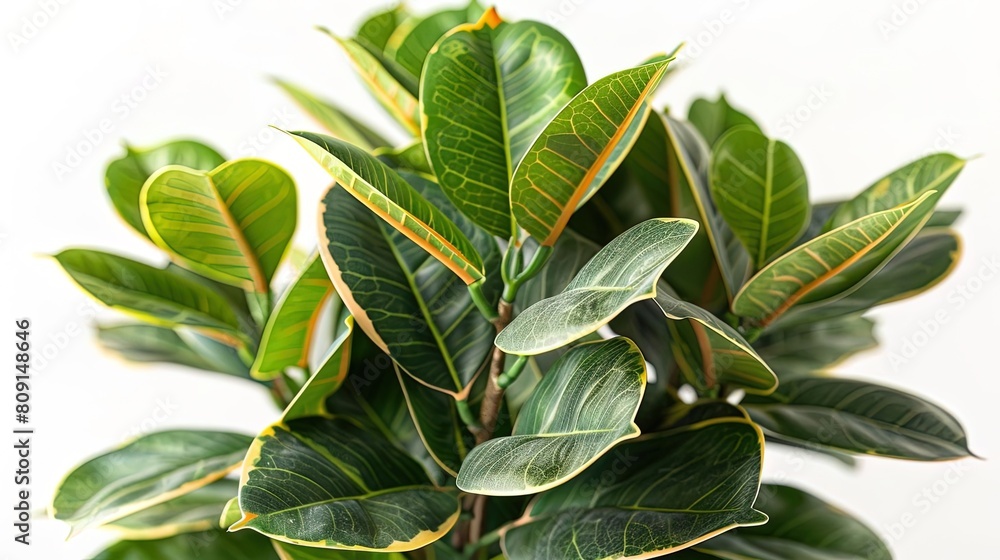 A beautiful close up of a rubber plant, with its glossy green leaves and yellow veins. A beautiful close up of a rubber plant, with its glossy green leaves and yellow veins.