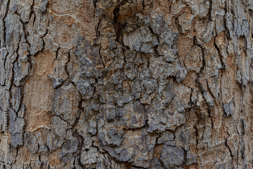old wood background close up old wood background close up