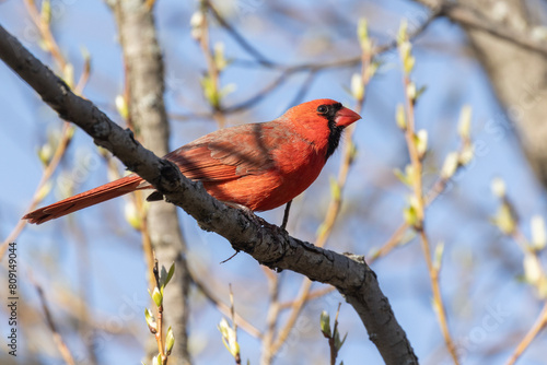 northern cardinal (Cardinalis cardinalis) in spring