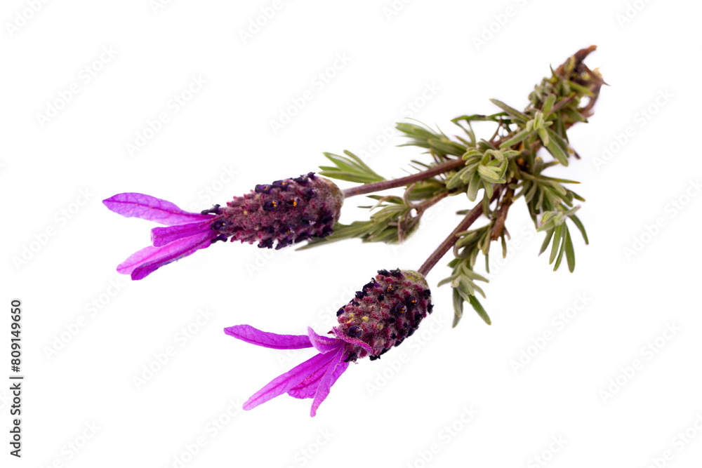 Fototapeta premium Lavandula stoechas on the white background