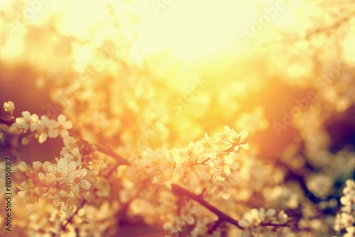 Small white flowers sunlit