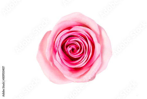 Pink rose on the white back...