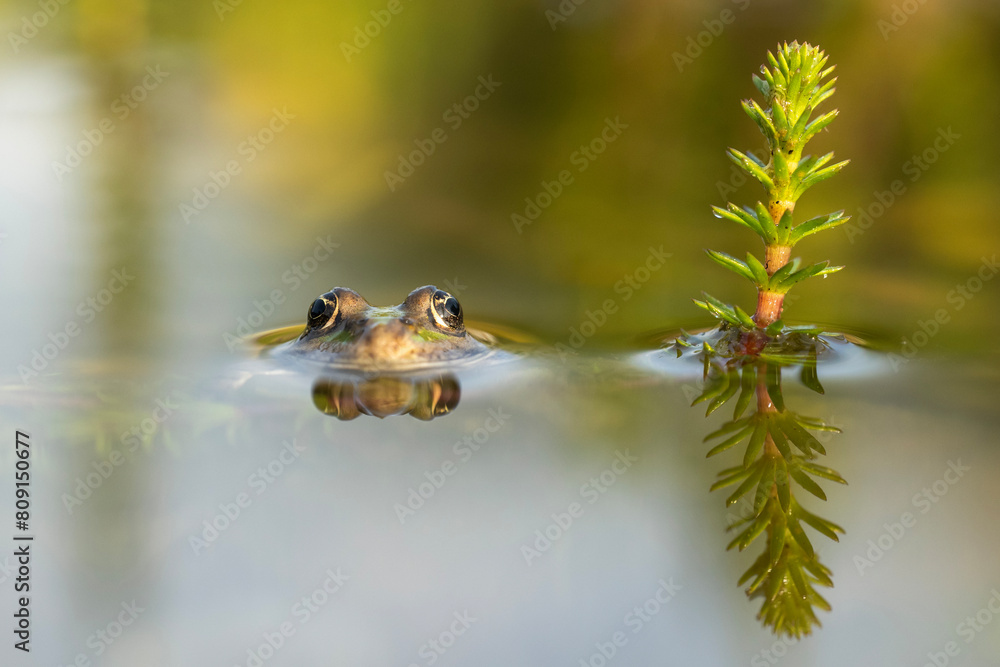 Fototapeta premium The edible frog (Pelophylax esculentus, previously Rana esculenta), The edible frog peeking out of the water