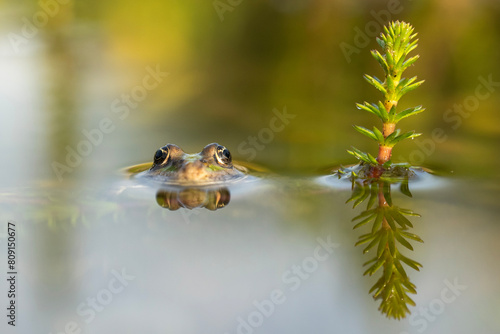 The edible frog (Pelophylax esculentus, previously Rana esculenta), The edible frog peeking out of the water