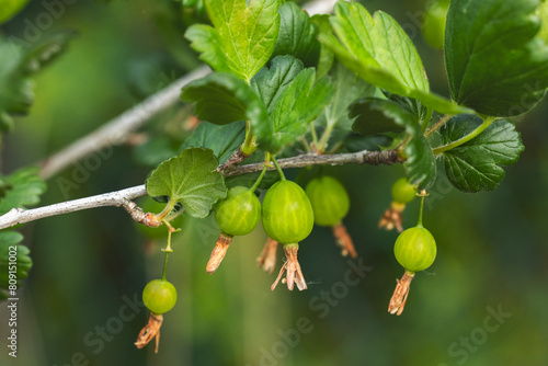 Grossularia uva-crispa 'Něguš', Black gooseberry
