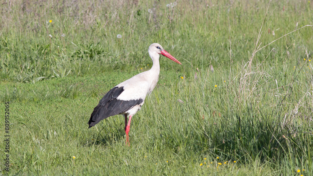 Fototapeta premium white stork ciconia