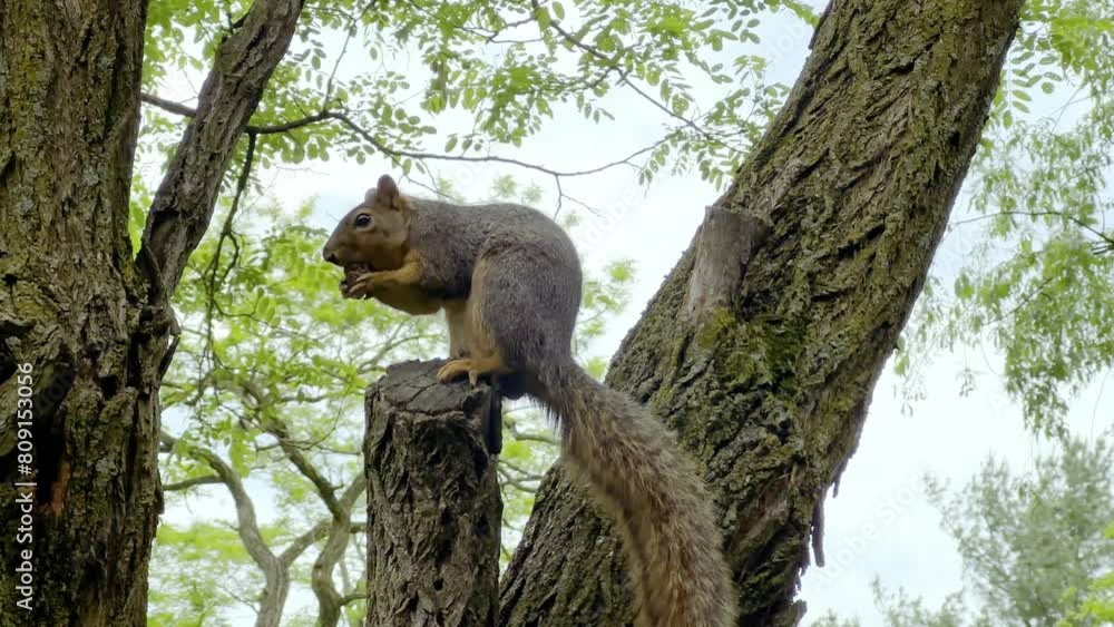 A north American squirrel eats a peanut in a tree. Shot at 60fps for optional slow motion use. A north American squirrel eats a peanut in a tree. Shot at 60fps for optional slow motion use.