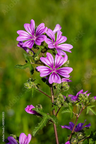 Flowers of Malva  herbaceous plants in the family Malvaceae mallow
