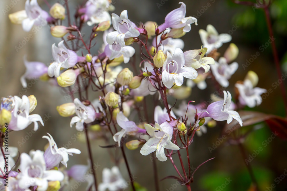 White flowers of Penstemon digitalis in the garden.