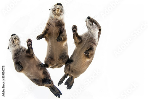 Three otters floating  whiskers wiggling