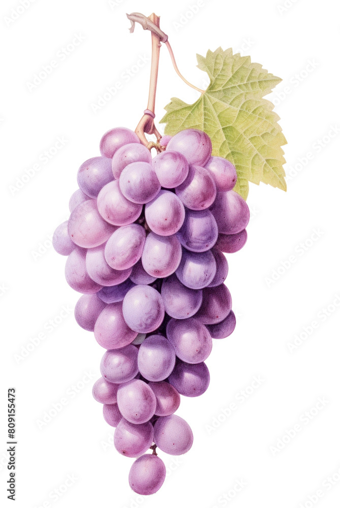 Fototapeta premium PNG Grape grapes fruit plant