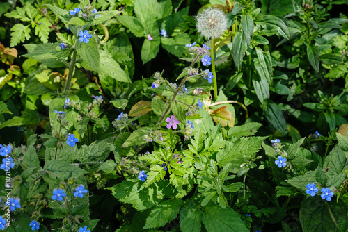 Schilderij op canvas dandelions, alkanet, herb robert