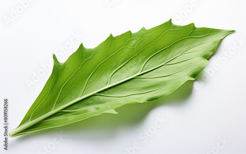 Daffodil Leaf on a See-through Canvas