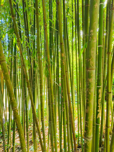 Beautiful view of bamboo forest with light coming through the trunks on a beautiful spring morning from the Japanese garden of Toulouse in France