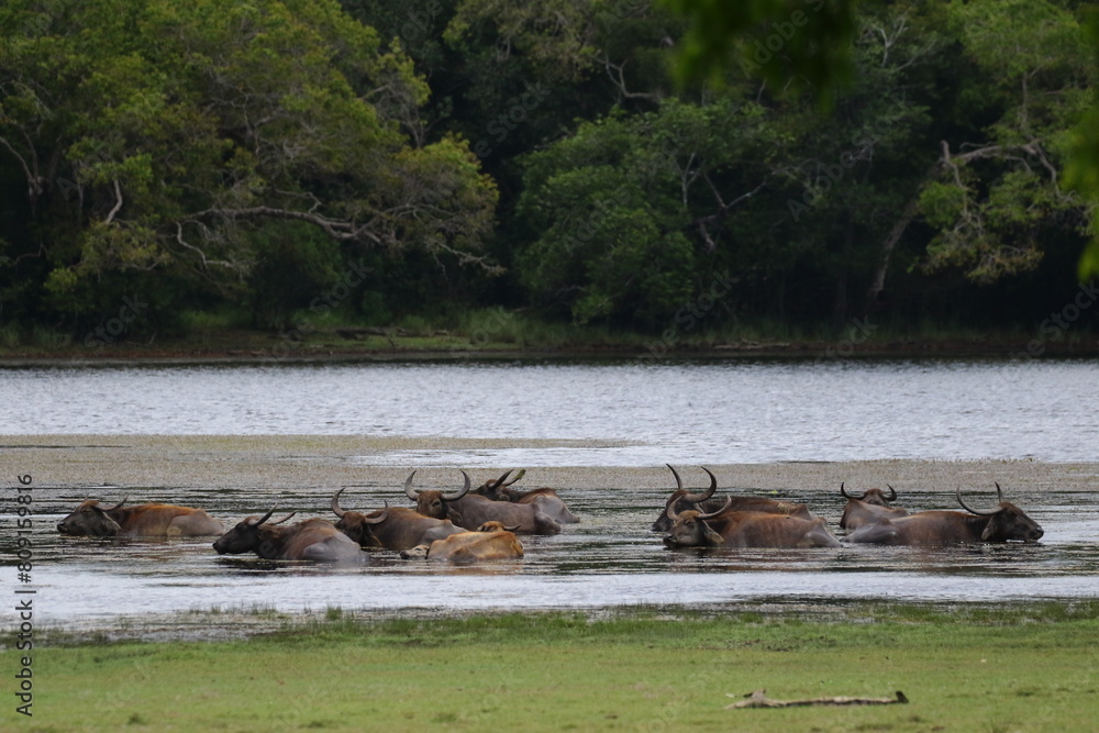 Majestic Wild Buffalo Cooling Off: HD & 4K Wallpaper of Untamed Wilderness Majestic Wild Buffalo Cooling Off: HD & 4K Wallpaper of Untamed Wilderness