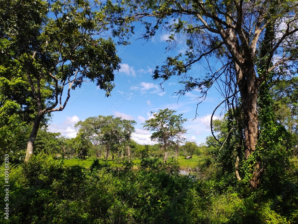 Fototapeta premium trees in the forest