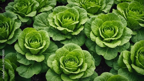 lettuce background create with ai