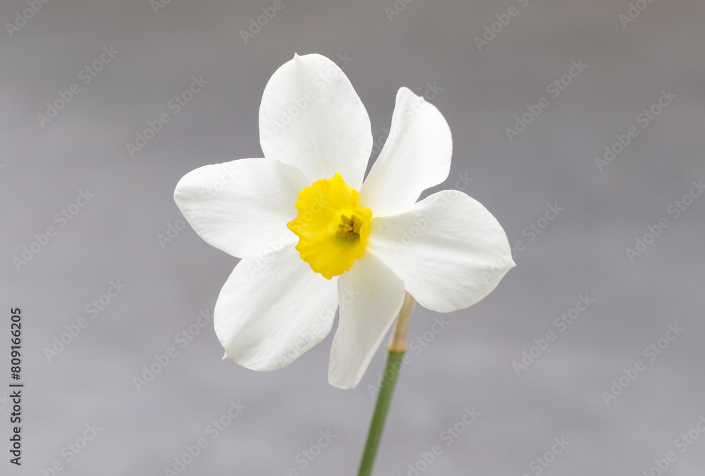 Flower. White narcissus with a yellow center. Narcissus head. Close-up. Flower. White narcissus with a yellow center. Narcissus head. Close-up.