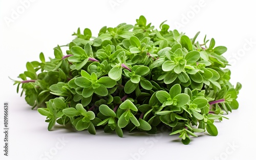 Thyme Unveiled on Transparent Background